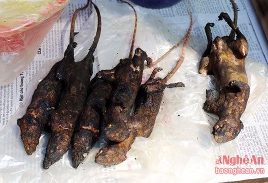 Độc đáo món chuột rừng thui ở miền Tây xứ Nghệ