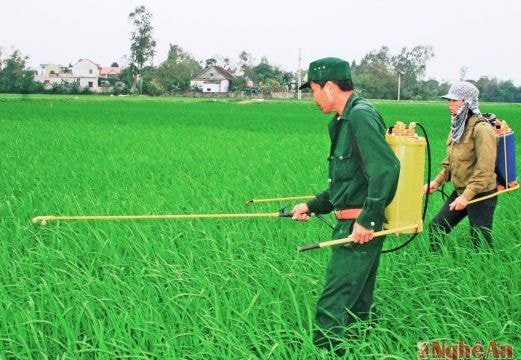 Ngăn chặn 'địch họa' phát sinh trên lúa vụ xuân