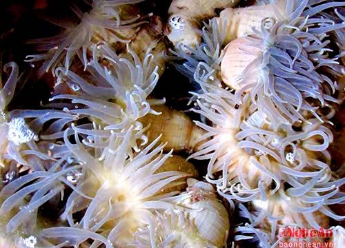 Bí quyết chế biến Rum biển thành 'thần dược'