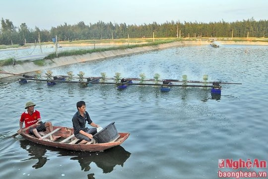 Nông dân thu tiền tỷ nhờ nuôi tôm trên cát