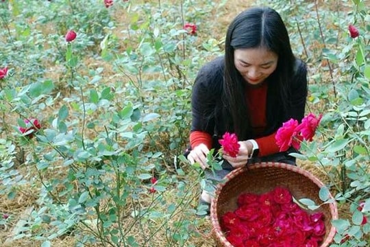 8X thu tiền tỷ nhờ trồng...hoa sạch