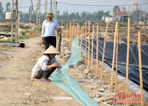 Nghệ An: Nông dân đầu tư 'khủng' để nuôi tôm