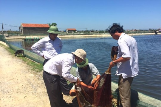 Nuôi tôm - 'ăn nhau' ở giống!