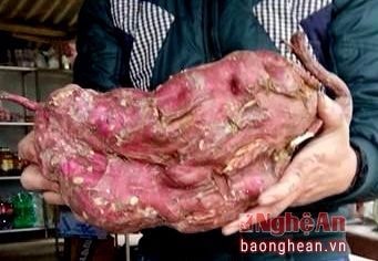 Đào được củ khoai lang nặng 4,5kg