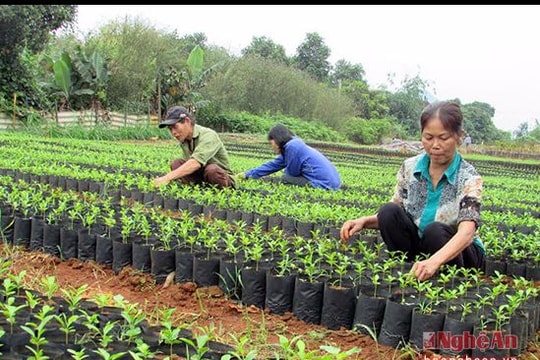 Vườn ươm Yên Tính chuẩn bị gần 2 vạn cây giống các loại