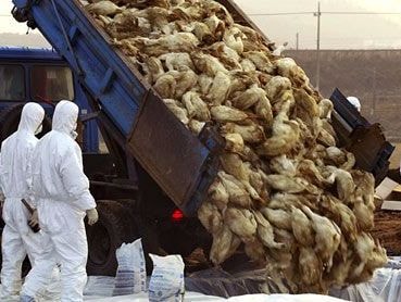 7 đại dịch cúm ám ảnh lịch sử nhân loại