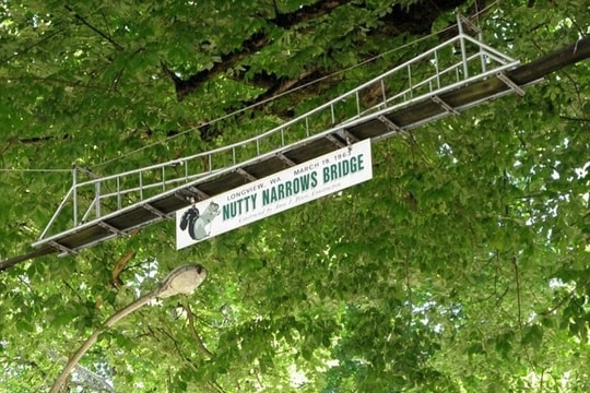 Những cây cầu chỉ dành riêng cho động vật