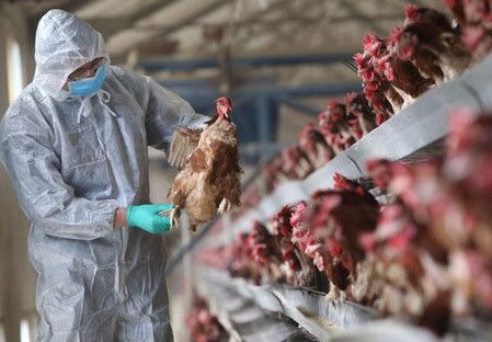 Nghệ An lên kịch bản ứng phó với dịch cúm gia cầm
