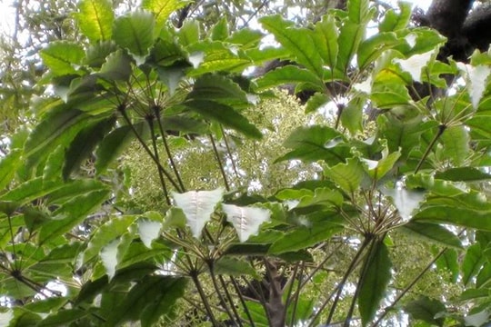 Nghệ An: Cây 'thần dược' chữa bệnh liệt dương đắt hàng