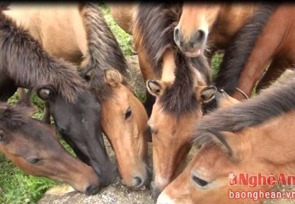 Người Mông Nghệ An chăn đàn gia súc trăm con như thế nào?