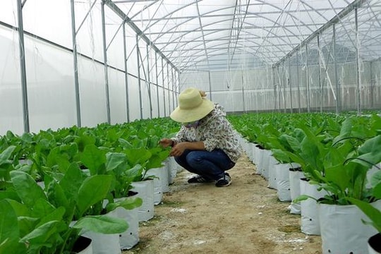 Khẳng định gói 100.000 tỷ cho sản xuất nông nghiệp công nghệ cao