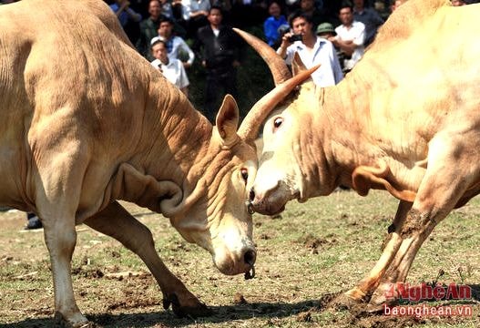 Nghệ An: Chồng tổ chức chọi bò, vợ bị húc chết