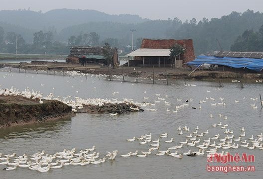 Nghi Lộc: Hàng ngàn gia cầm 'nhởn nhơ' thách thức dịch cúm