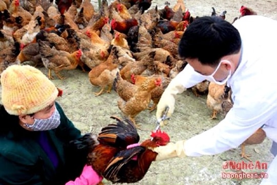 4 khuyến cáo và 3 tồn tại trong phòng, chống dịch cúm gia cầm