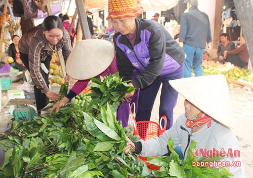 Cách chế biến lá lằng thành 'thần dược' chữa liệt dương