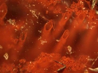 Đầu mối về nguồn gốc sự sống trong hóa thạch gần 4 tỷ năm tuổi