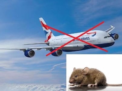 Hoãn bay nhiều giờ chỉ vì một...con chuột