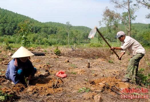 Nghệ An: Hỗ trợ gạo để người dân bảo vệ rừng