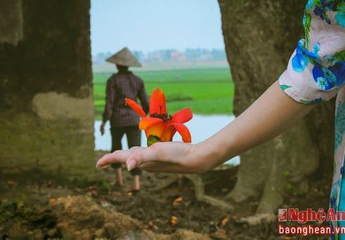 Đẹp mê mẩn hoa gạo tháng Ba
