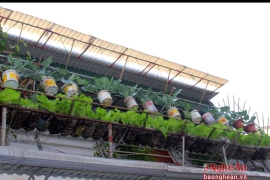 Độc đáo 'vườn treo' rau xanh bằng chai nhựa phế thải