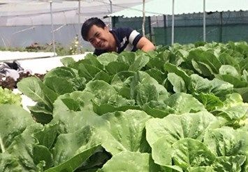 Lạ: Trồng rau sạch bằng…chất thải