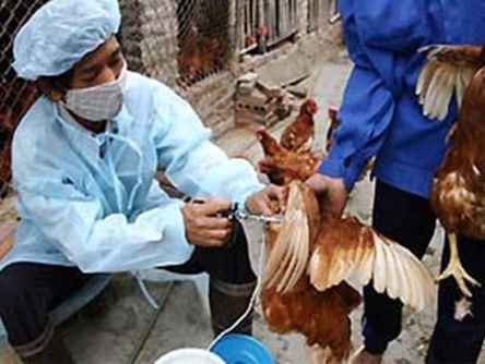 Độc lực nguy hiểm của vi-rút cúm gia cầm A/H7N9
