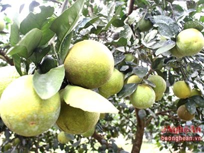 JICA hỗ trợ Con Cuông xây dựng vườn cam sinh thái