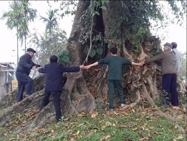 Cây đa 300 tuổi được công nhận Di tích lịch sử Văn hóa Việt Nam