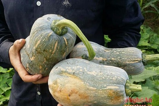 Nông dân thu hàng trăm triệu từ cà pháo và bí đỏ