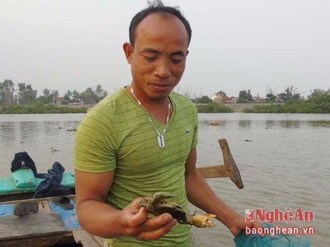 Theo chân thợ săn cua biển trong rừng ngập mặn