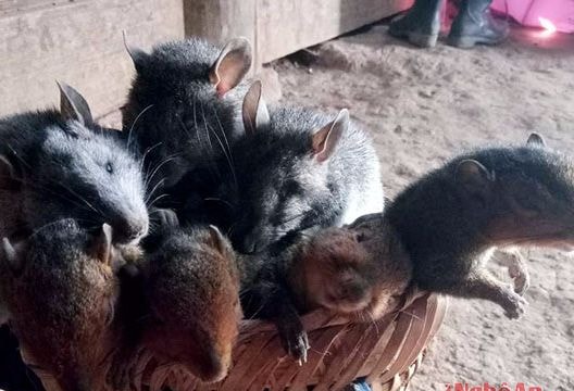 Kỳ lạ chuột rừng giá trên trời: 100.000 đồng một con