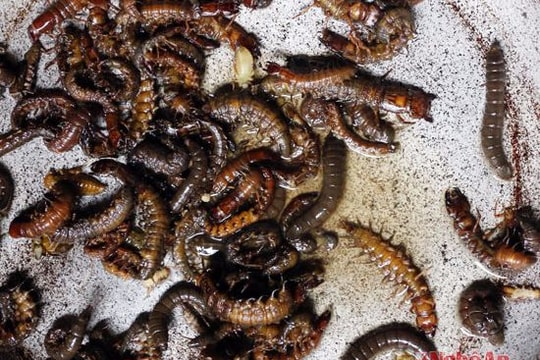 4 đặc sản 'kinh dị' chỉ khách quý mới được ăn ở vùng cao Nghệ An