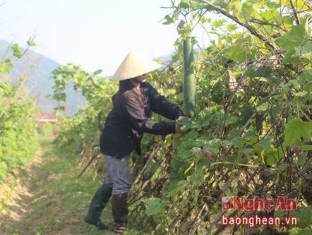 Phát triển doanh nghiệp gắn với nông nghiệp