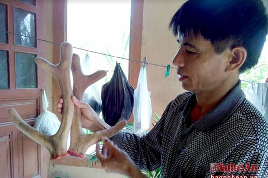 Vào mùa 'hái' lộc hươu ở Nghệ An