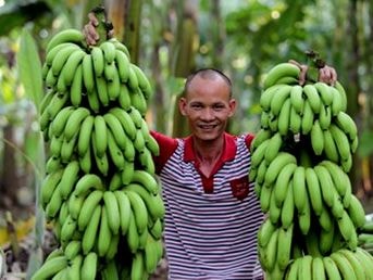 'Giải cứu' chuối và bài học chọn giống cây trồng