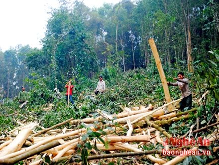 Nghệ An: Cấp chứng chỉ phát triển nghề trồng rừng