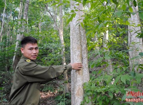 Nghệ An hỗ trợ 50% giá cây giống lim xanh, lát hoa để trồng rừng