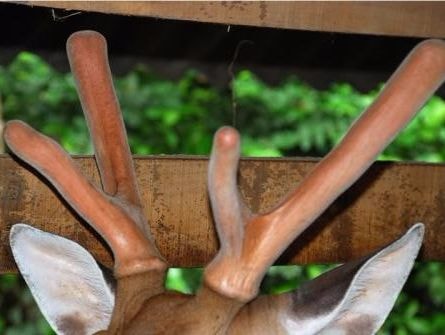 'Thần dược' nhung hươu nên dùng như thế nào?