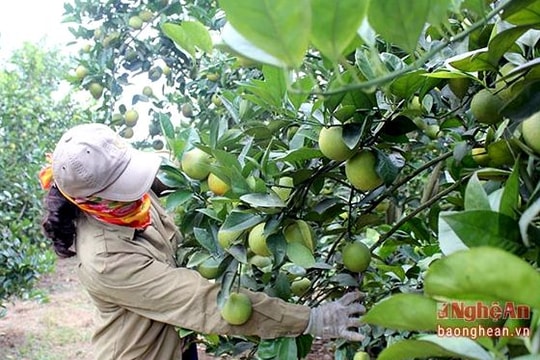 Buộc cam, quýt ra trái vụ, thu 4 tỷ đồng/năm