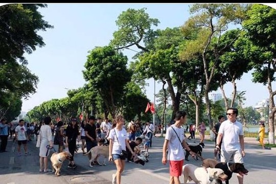 Không đeo rọ mõm cho chó nơi công cộng bị phạt 800 nghìn đồng