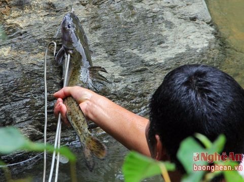 5 loài cá 'đặc sản' ở miền Tây Nghệ An