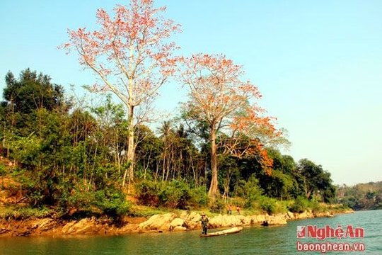 Khúc nhạc rừng tháng 3 miền Tây xứ Nghệ