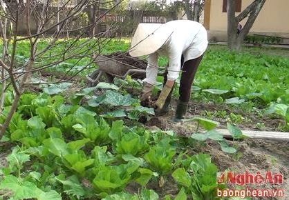 Phụ nữ thành Vinh với muôn cách để có thực phẩm sạch