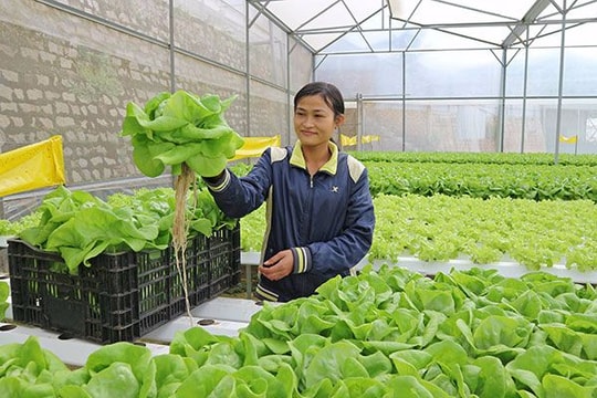 Kiếm tiền tỷ từ vườn rau trên không