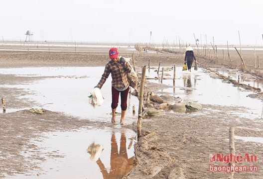 Nghệ An: Dân vào mùa săn 'thần dược' hàu biển