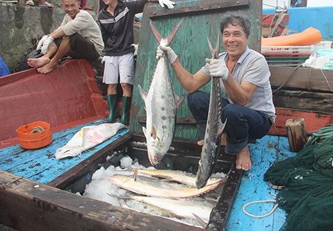Ngư dân trúng mẻ cá bè quỵt 100 tấn trị giá 6 tỷ đồng