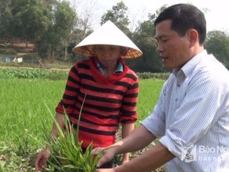 Nghệ An: Hơn 680 ha lúa nhiễm bệnh đạo ôn lá