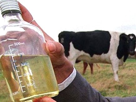 Kinh dị giảm cân bằng nước tiểu bò