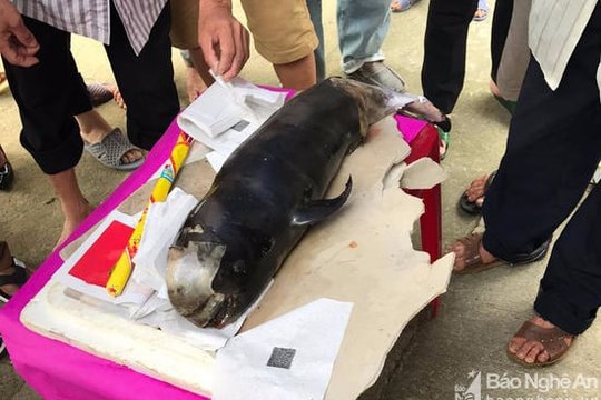 Phát hiện xác cá voi dạt vào đảo Ngư