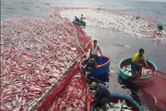 Ngư dân Quảng Trị đưa mẻ cá trị giá 5 tỷ đồng vào bờ